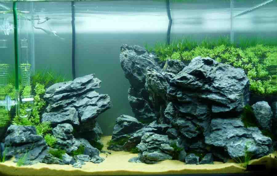 Comment faire un aquarium avec des plantes?