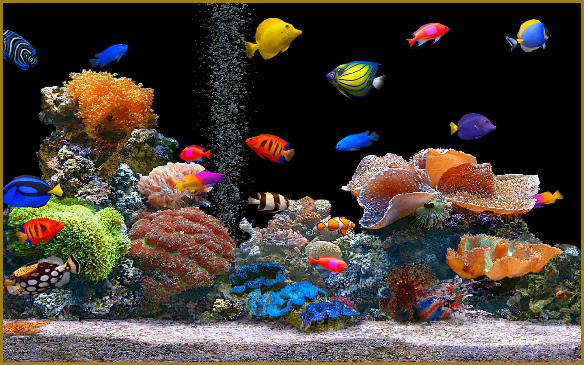 Comment oxygéner l'eau d'un aquarium sans pompe?