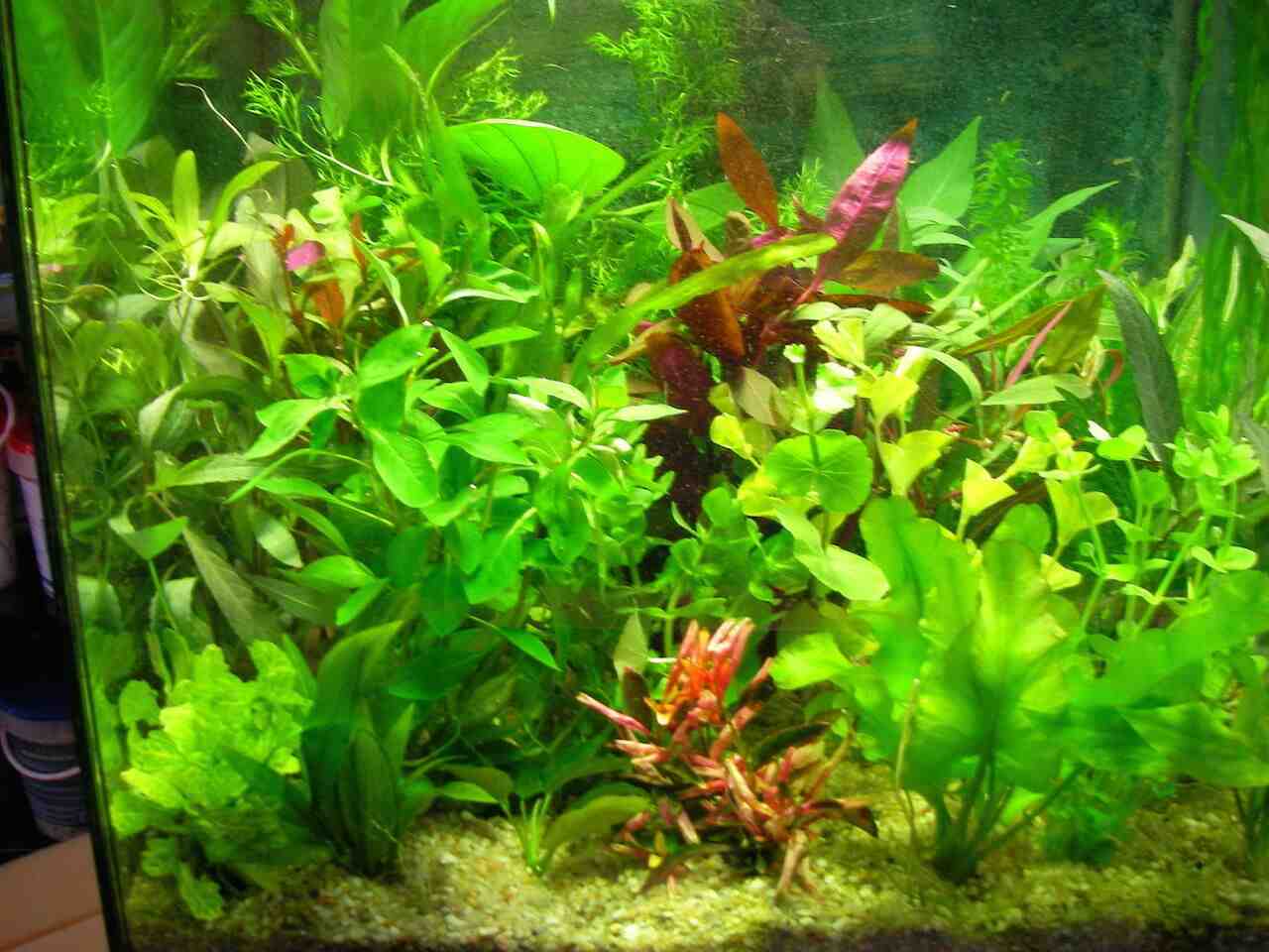 Comment poussent les plantes d'aquarium?