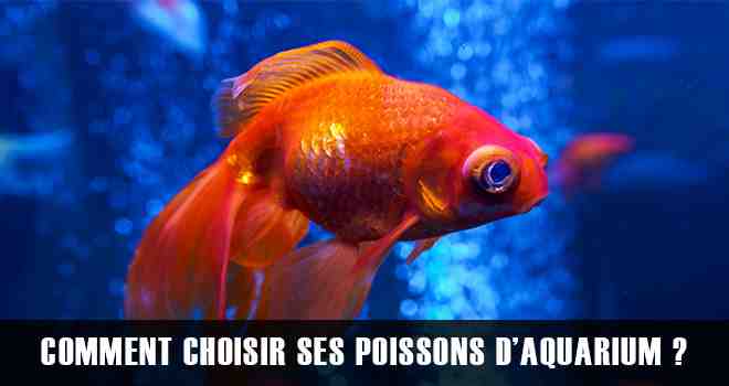 Quel poisson dans un aquarium de 150 litres?