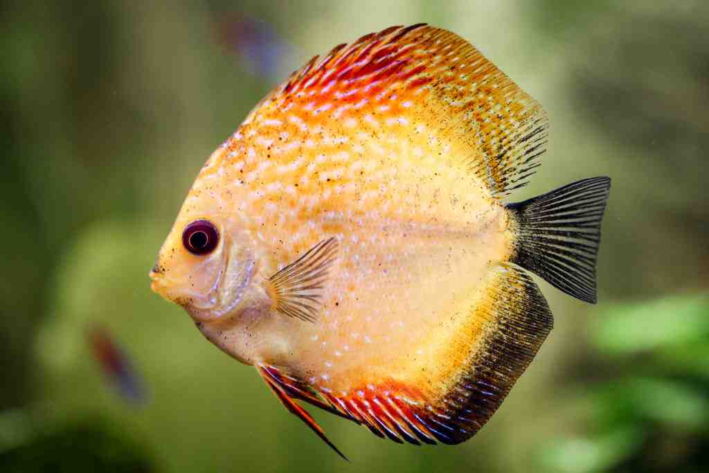 Quel poisson dans un aquarium de 200 l?