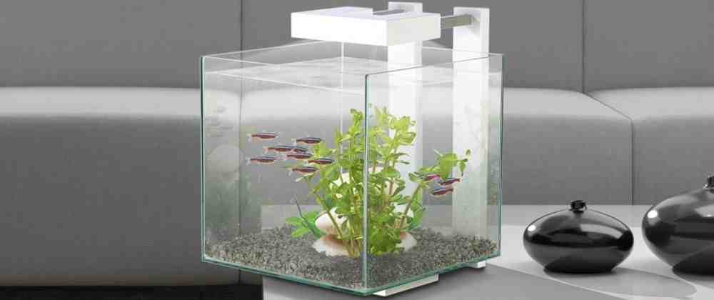 Quel poisson est pour un aquarium sans pompe?