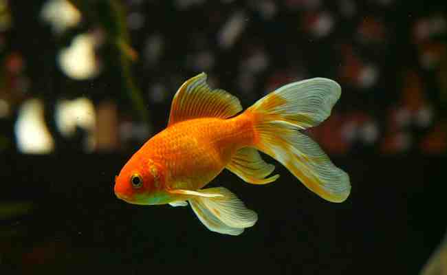 Quel poisson pour un aquarium amazonien?