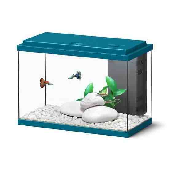 Quel poisson pour un aquarium de 20 litres?