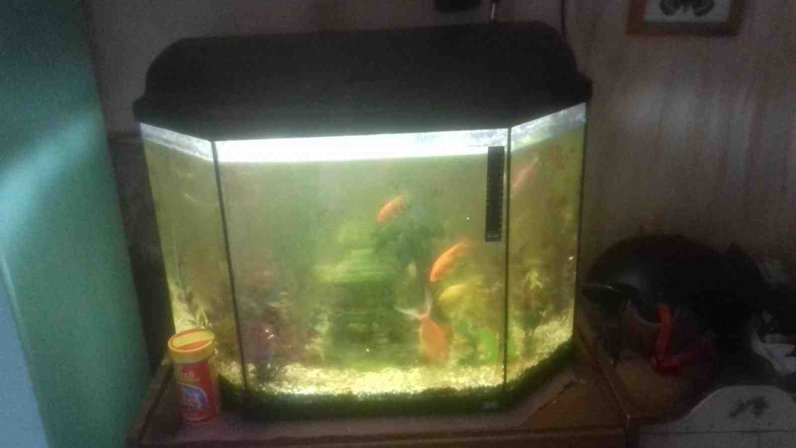 Quel poisson pour un aquarium de 30 litres?