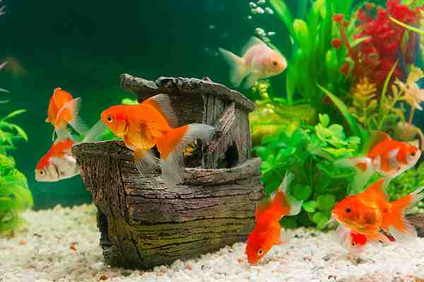 Quel poisson pour un nano aquarium?
