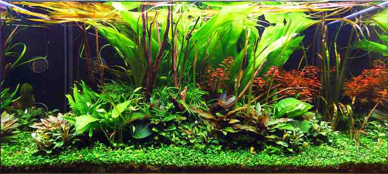 Quelle plante d'aquarium sans sol nutritif?