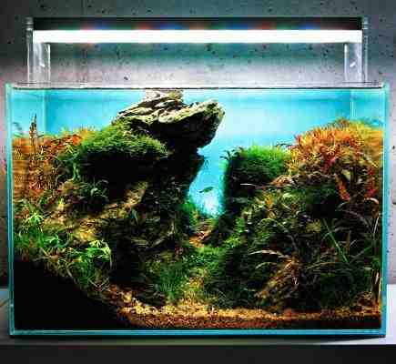Quelle plante mettre dans un aquarium?