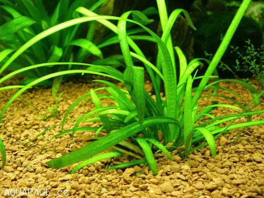 Quelles plantes pour un aquarium amazonien?