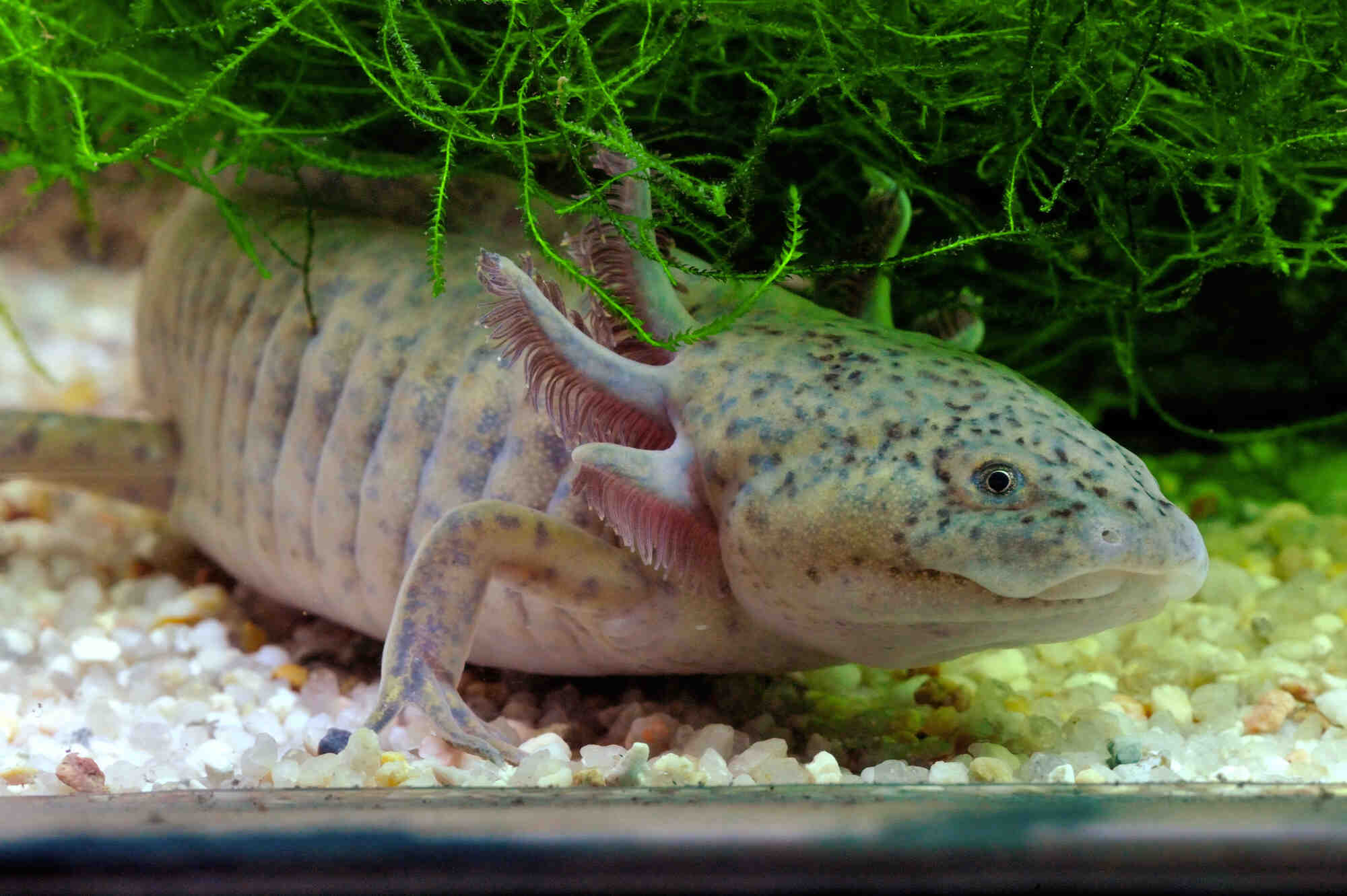 Comment adopter un axolotl?