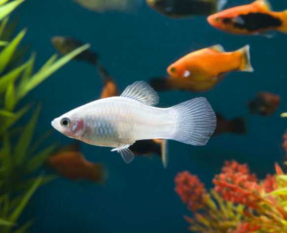 Comment choisir ses poissons d'aquarium?