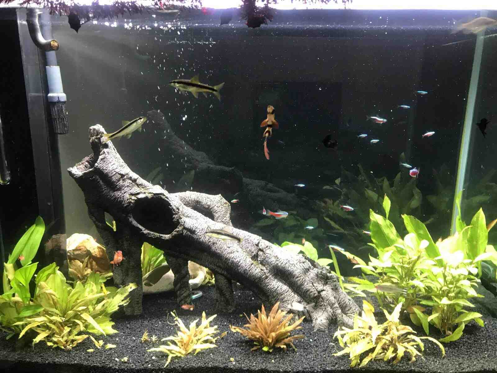 Comment gardez-vous les plantes au fond de l'aquarium?