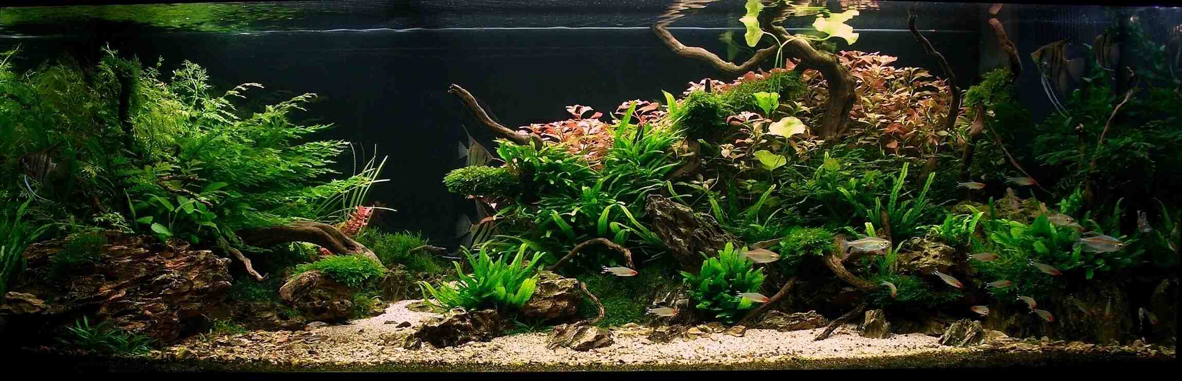 Comment mettre des plantes dans l'aquarium déjà dans l'eau?