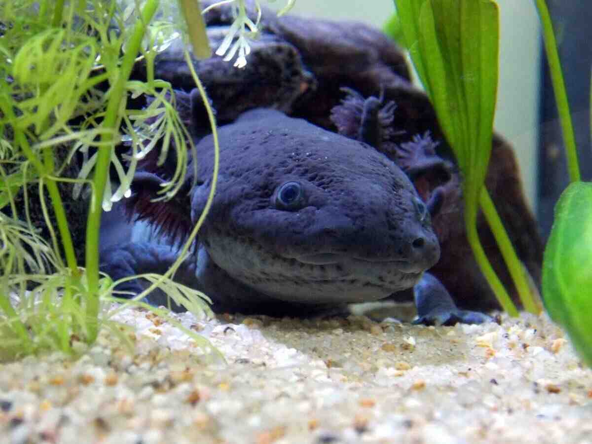 Comment nourrir le bébé axolotl?