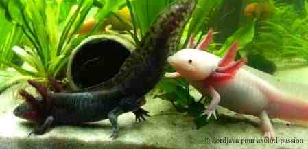 Comment obtenir un axolotl?