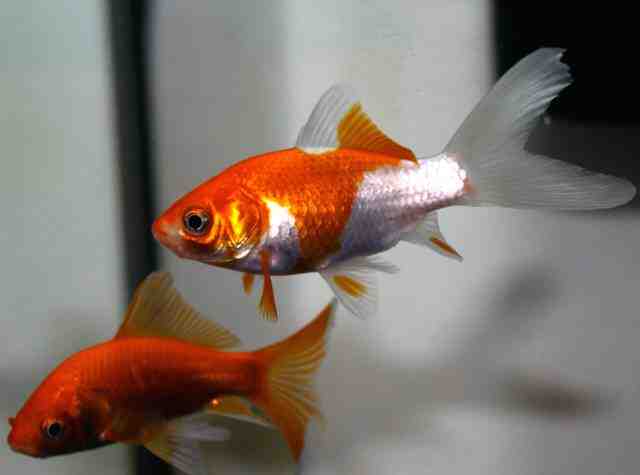Comment obtenir un poisson rouge dans un aquarium?
