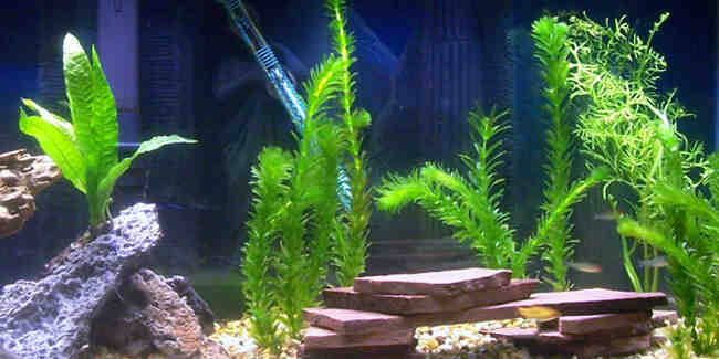 Comment réussir à conserver les plantes dans un aquarium?