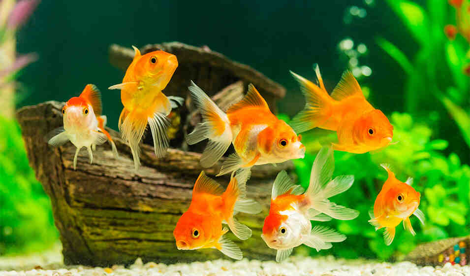 Comment transporter des poissons vivants?