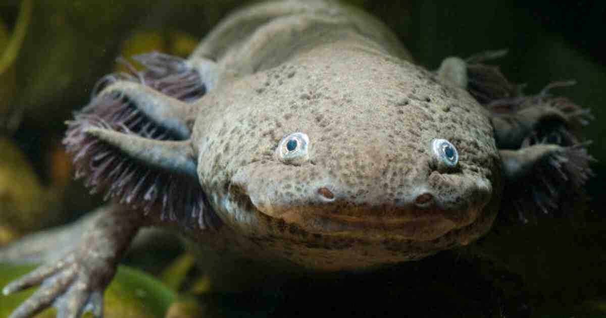 Comment un axolotl voit-il?