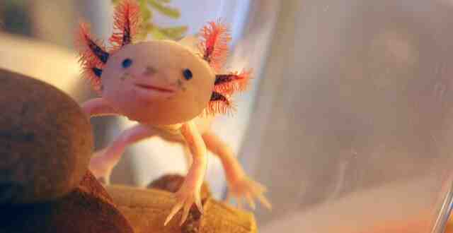 Comment vit axolotl?