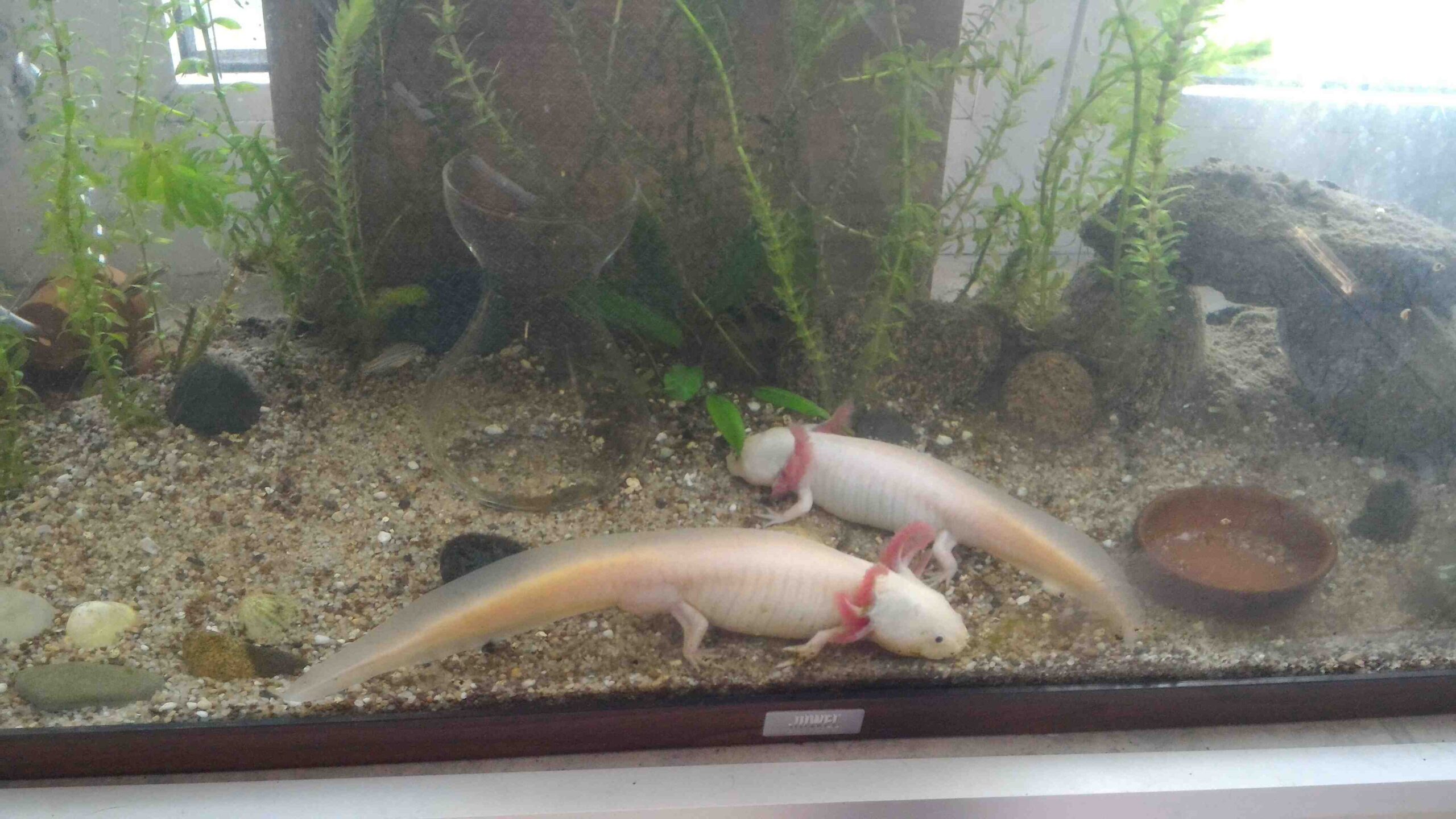 De quelle taille d'aquarium ai-je besoin pour un axolotl?