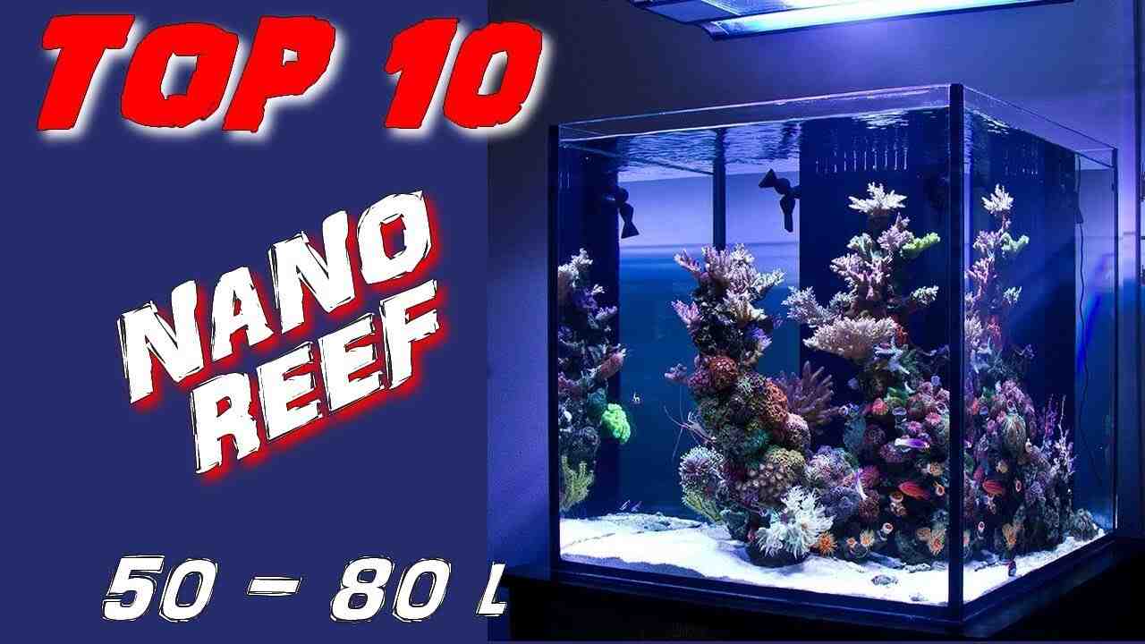 Quel poisson choisir pour un aquarium de 300 l?