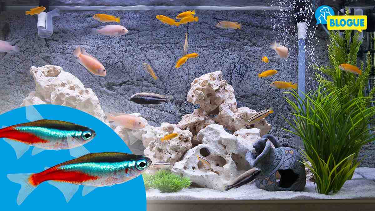 Quel poisson dans un aquarium de 60 litres?