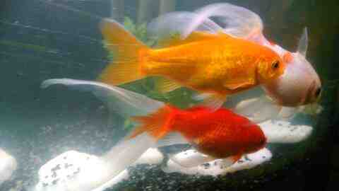 Quel poisson mettre dans un aquarium de 250 litres?