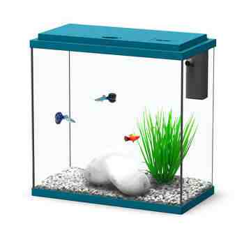Quel poisson pour un petit aquarium d'eau froide?