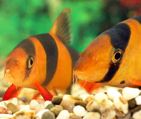 Quel poisson pour un premier aquarium?