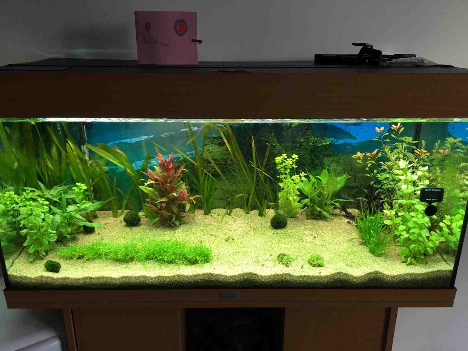Quel type de sol pour la plante d'aquarium?