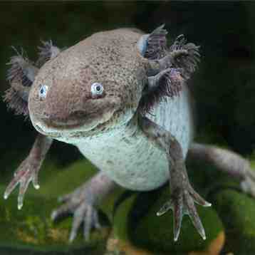 Quelle est la taille de l'axolotl?
