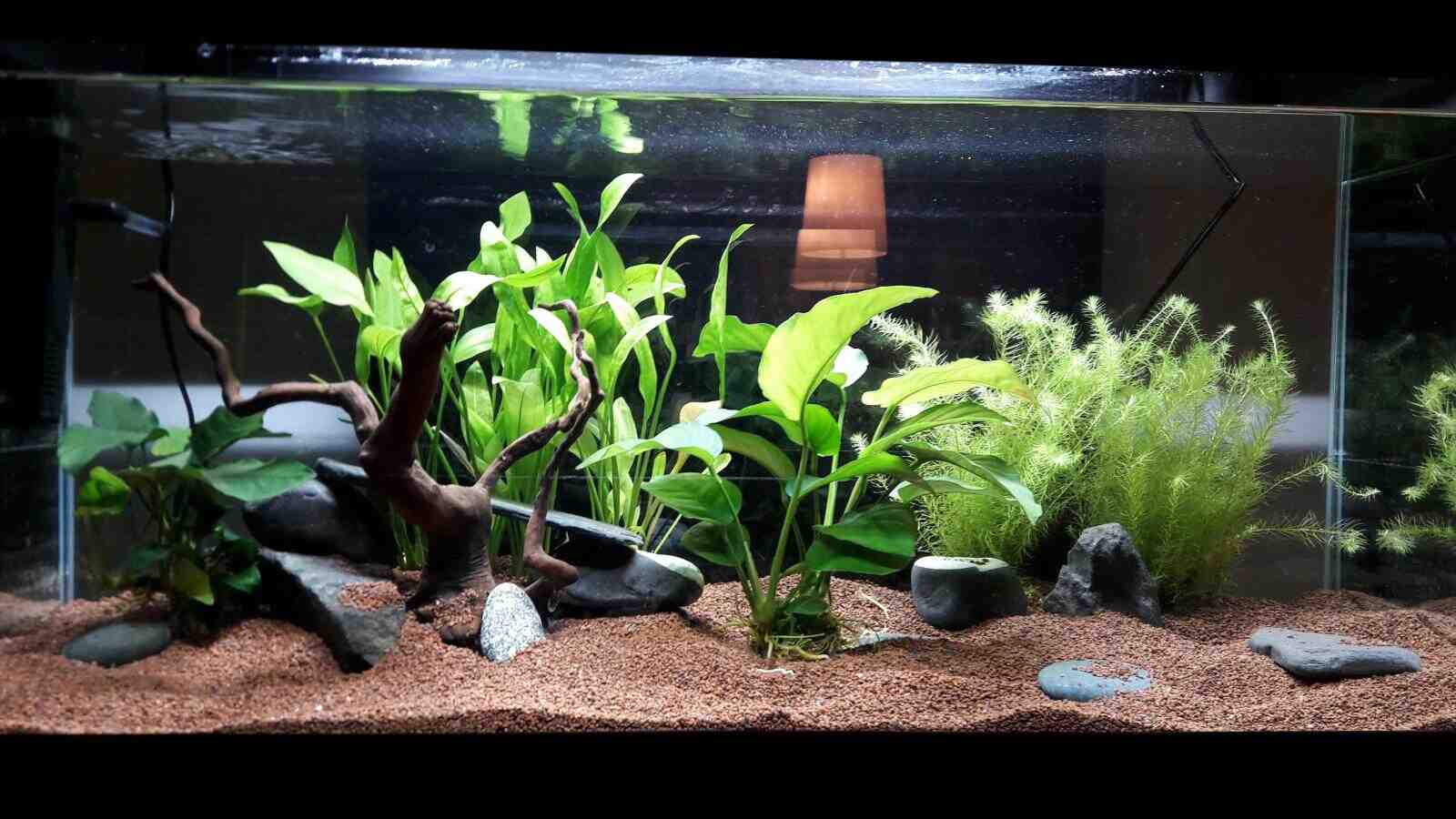 Quelle plante mettez-vous dans un aquarium?