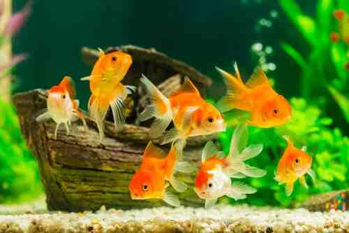 Quels poissons devriez-vous mettre dans un aquarium?