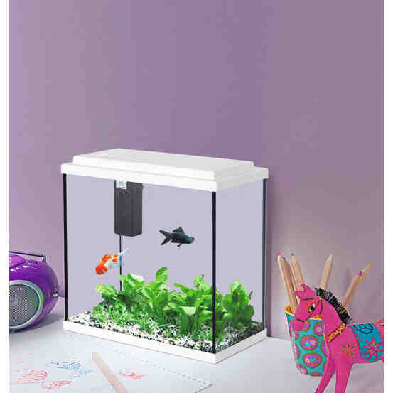 Quels poissons mettre dans un aquarium de 20 litres?
