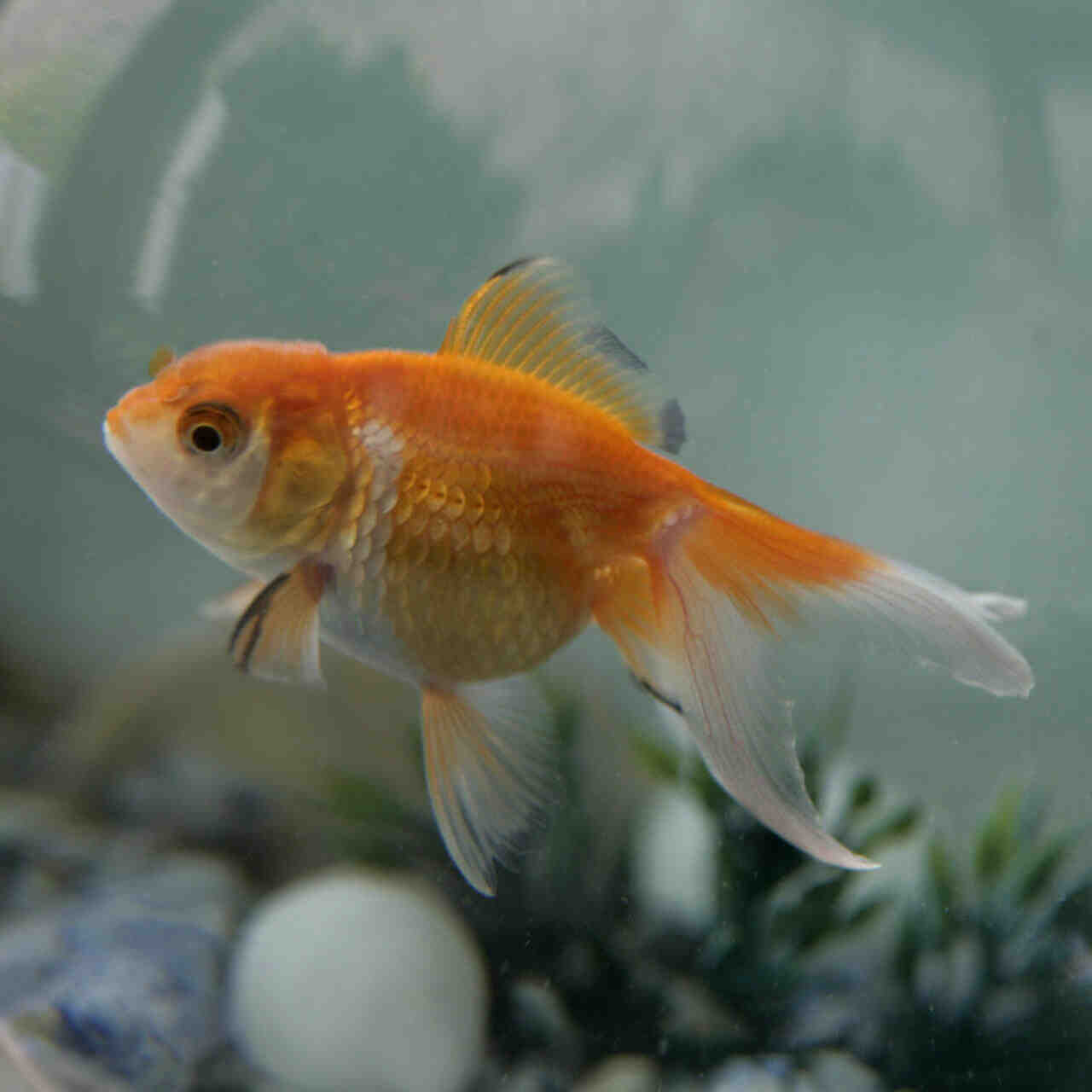 Quels sont les poissons les plus résistants dans un aquarium?