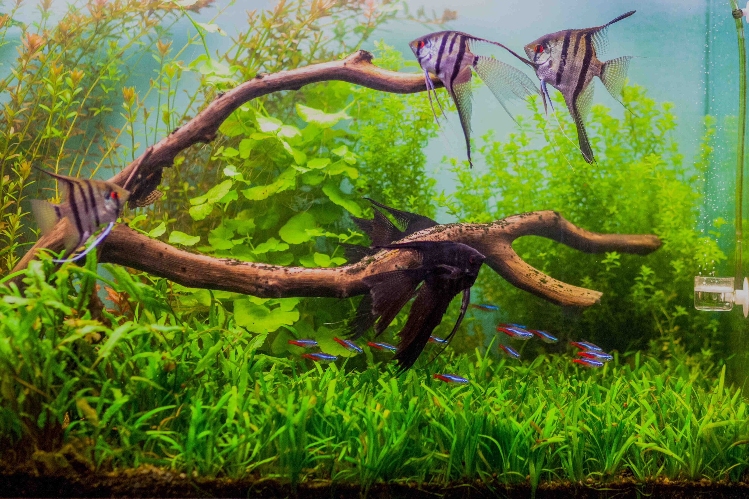 Comment ajouter des plantes à un aquarium?