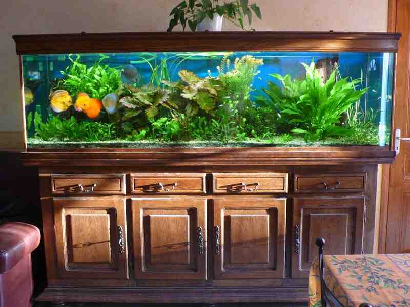 Comment faire de l'engrais pour les plantes d'aquarium?