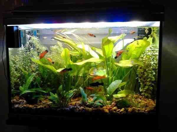 Comment faire pousser des plantes dans un aquarium?
