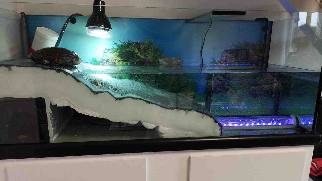 Comment faire une belle décoration d'aquarium?