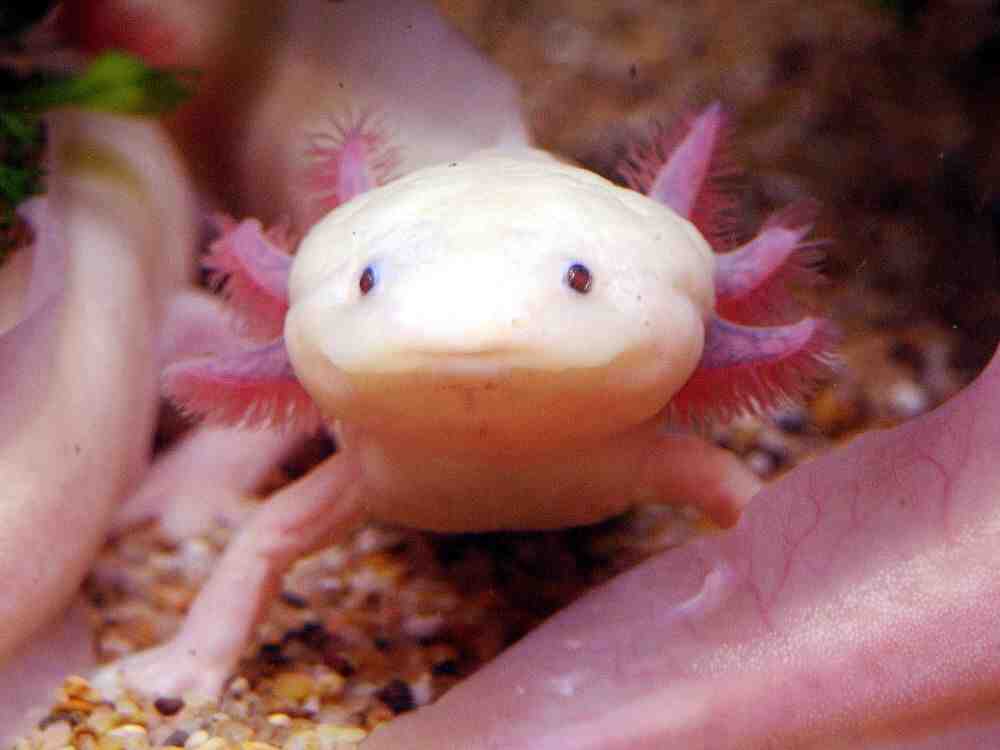 Comment gérer axolotl?