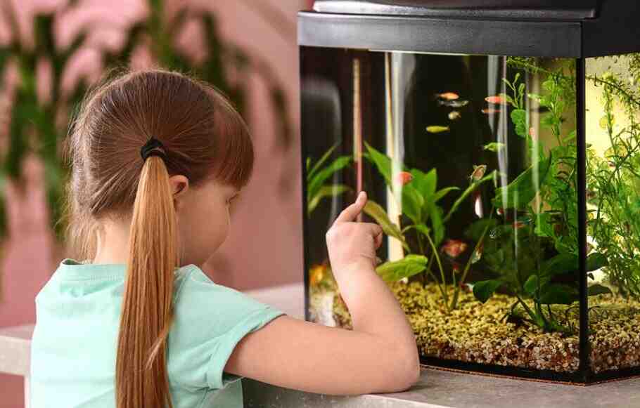 Comment intégrer de nouveaux poissons dans un aquarium?