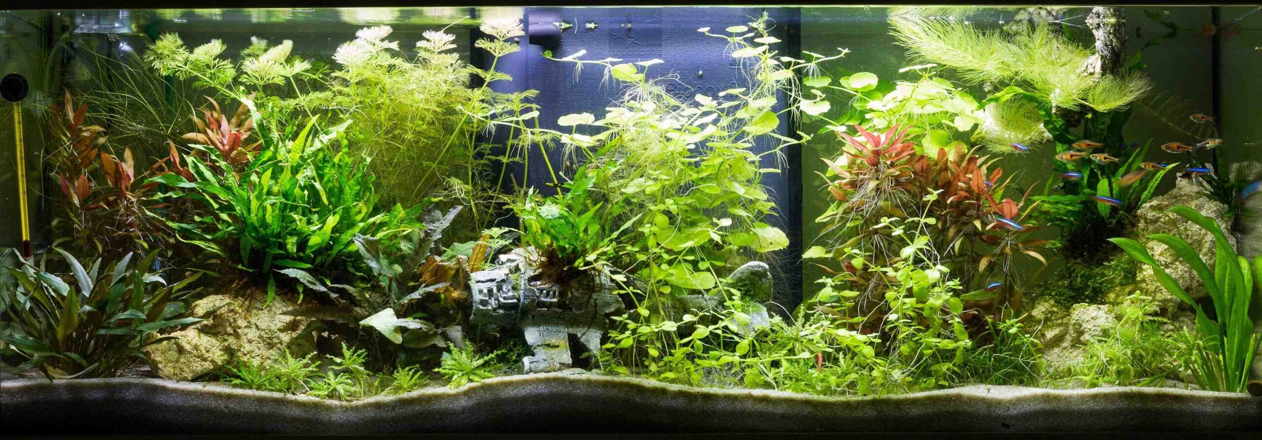 Comment obtenir de belles plantes dans un aquarium?