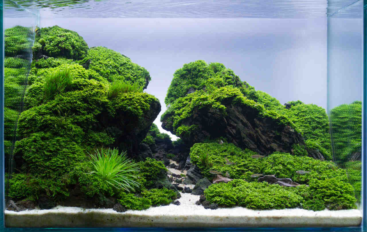 Comment planter un aquarium d'eau douce?
