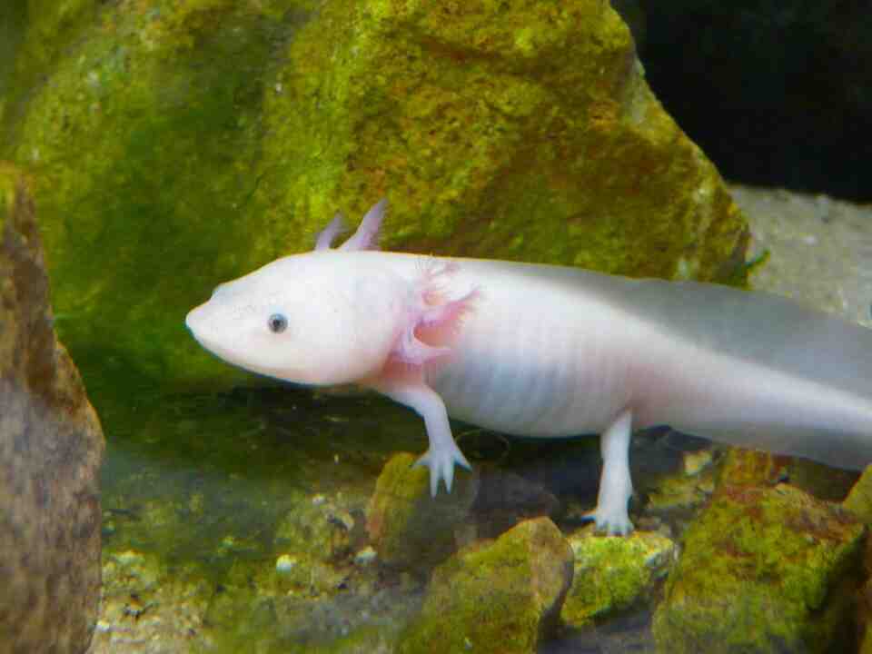Comment reconnaître un axolotl mâle et femelle?