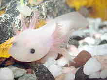 Comment savoir si un axolotl est mort?