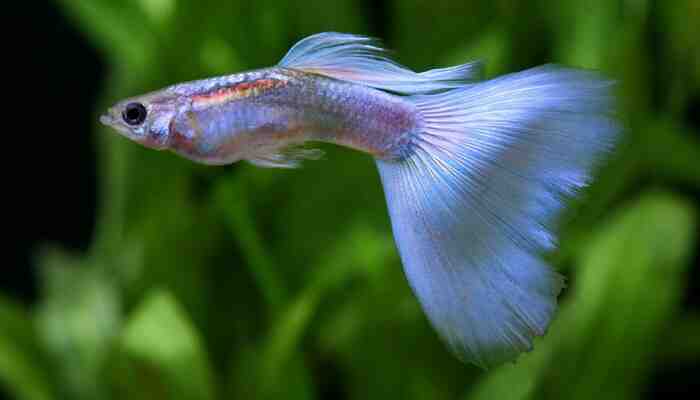 Pourquoi les poissons meurent-ils dans l'aquarium?