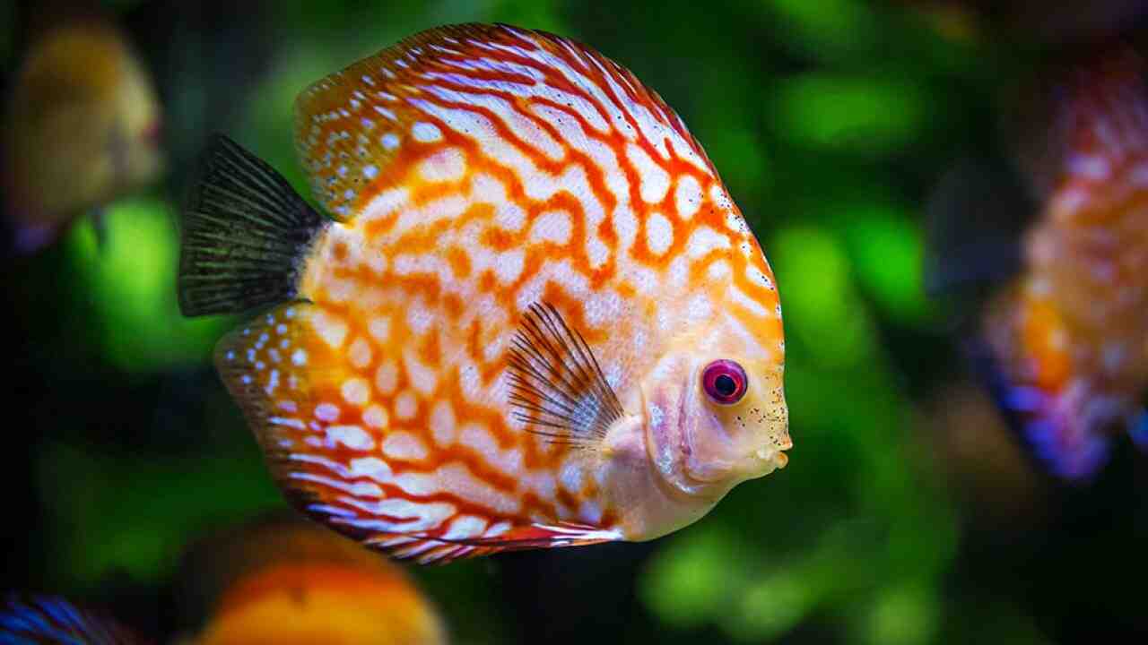 Quand les poissons seront-ils placés dans l'aquarium?
