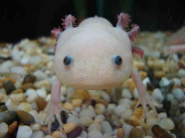 Quel aquarium est destiné à l'axolotl?
