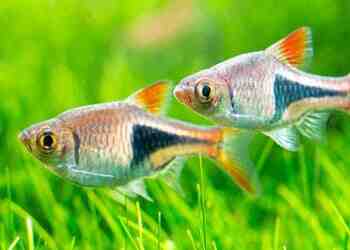 Quel genre de poisson pour un aquarium de 15 litres?